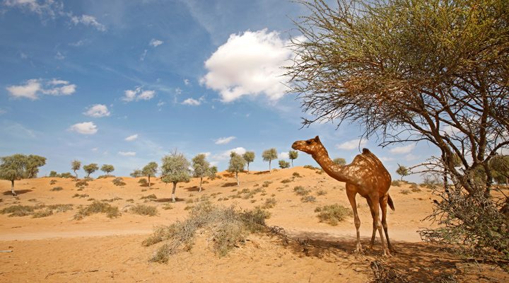 RAK-Camel