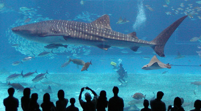 dubai-whaleshark-tank_4-1